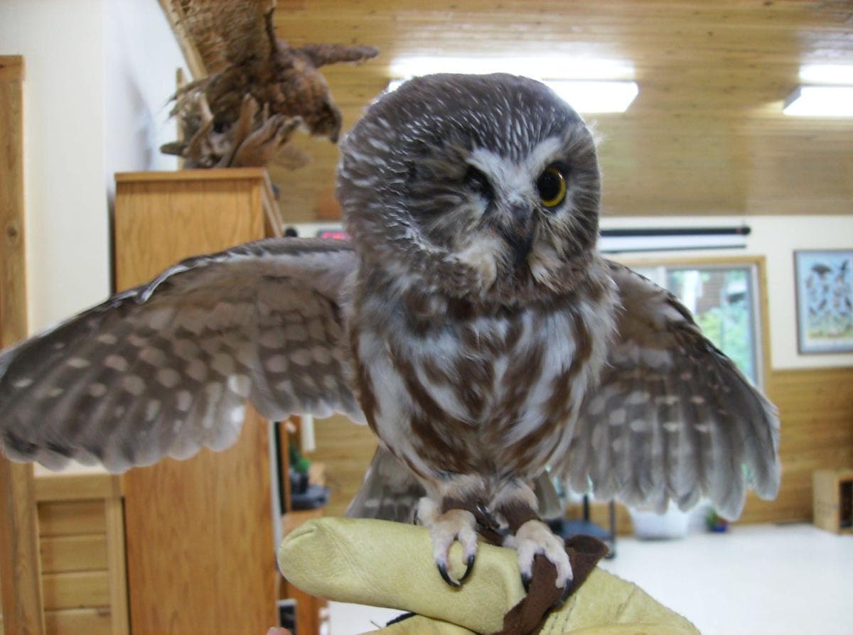 northwoodswildlifecenterinc