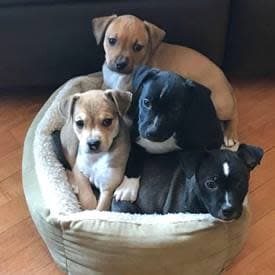 oneidacountyhumanesociety