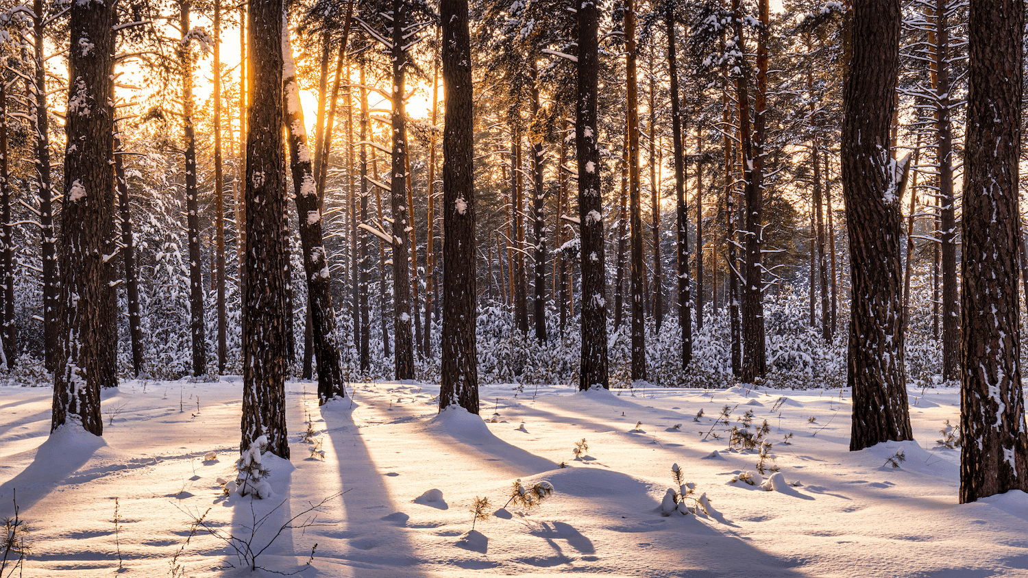 minocqua winter guide (1)