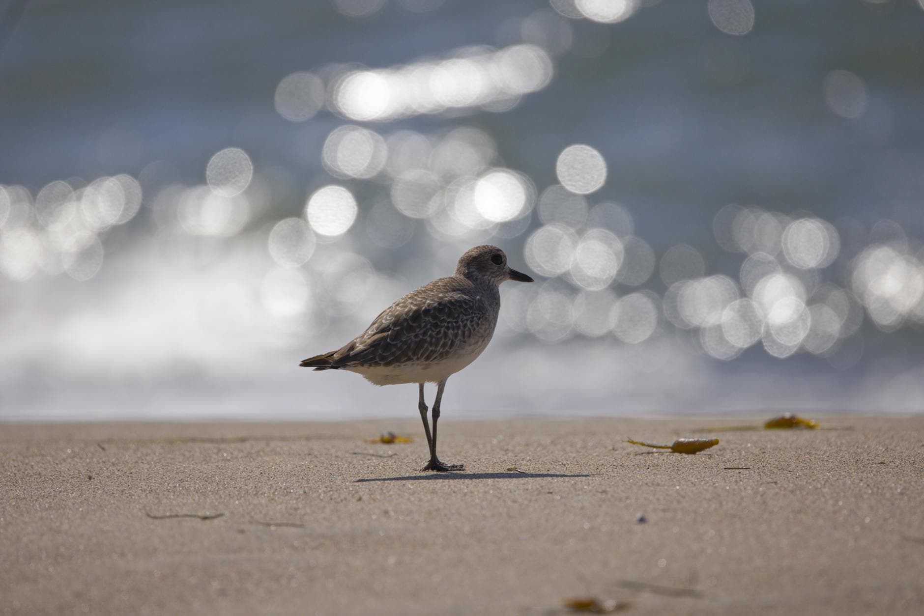 Close-up of a grey plover standing on a sandy beach with ocean waves in the background.