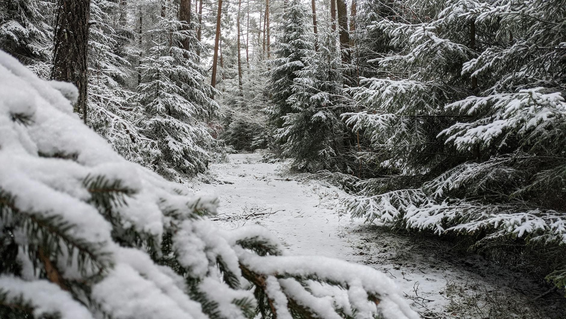 A serene winter scene with snow-covered trees in a dense forest in Adenau, Germany.