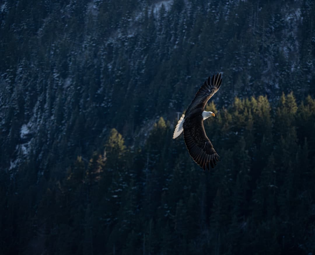 A bald eagle soars in front of dark mountains.