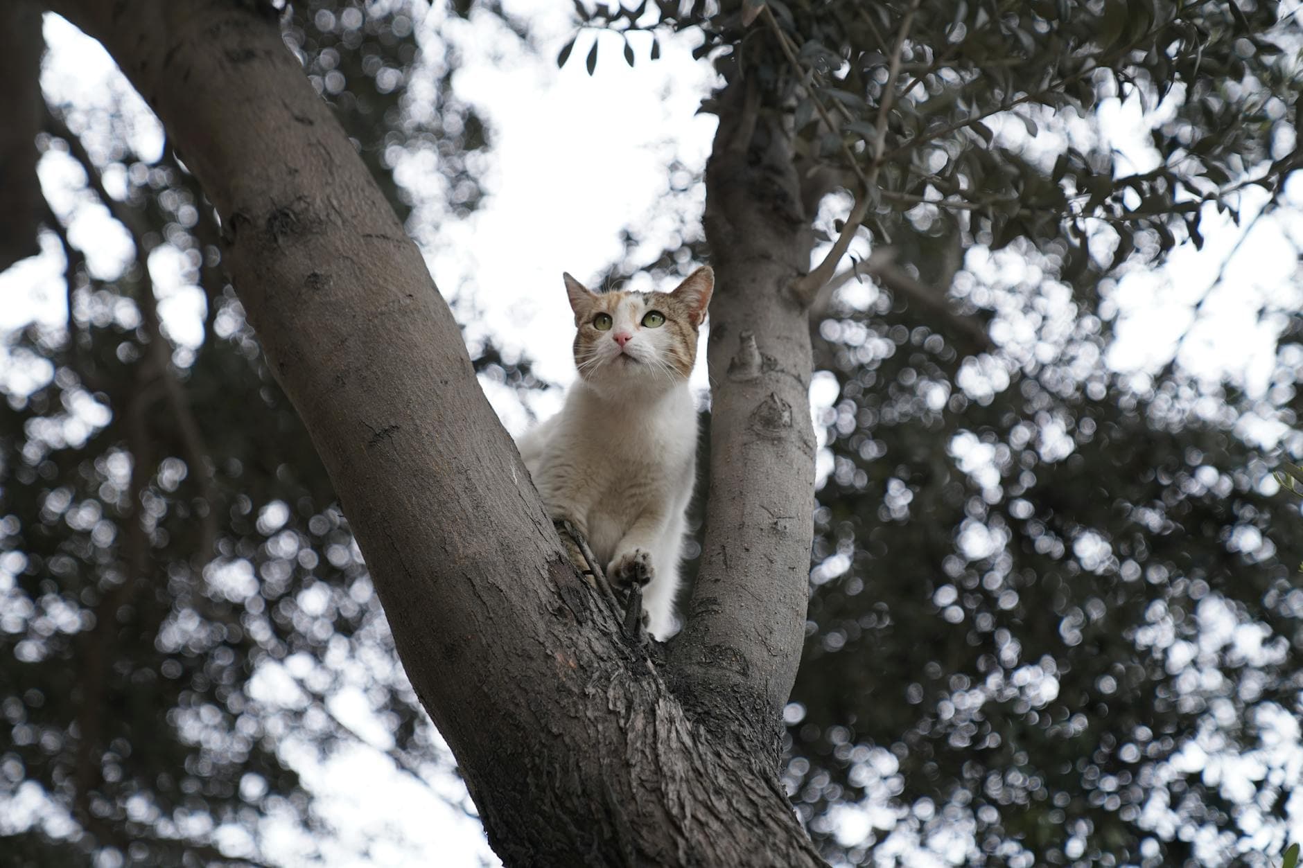 A domestic cat calmly perched on a tree branch surrounded by foliage.