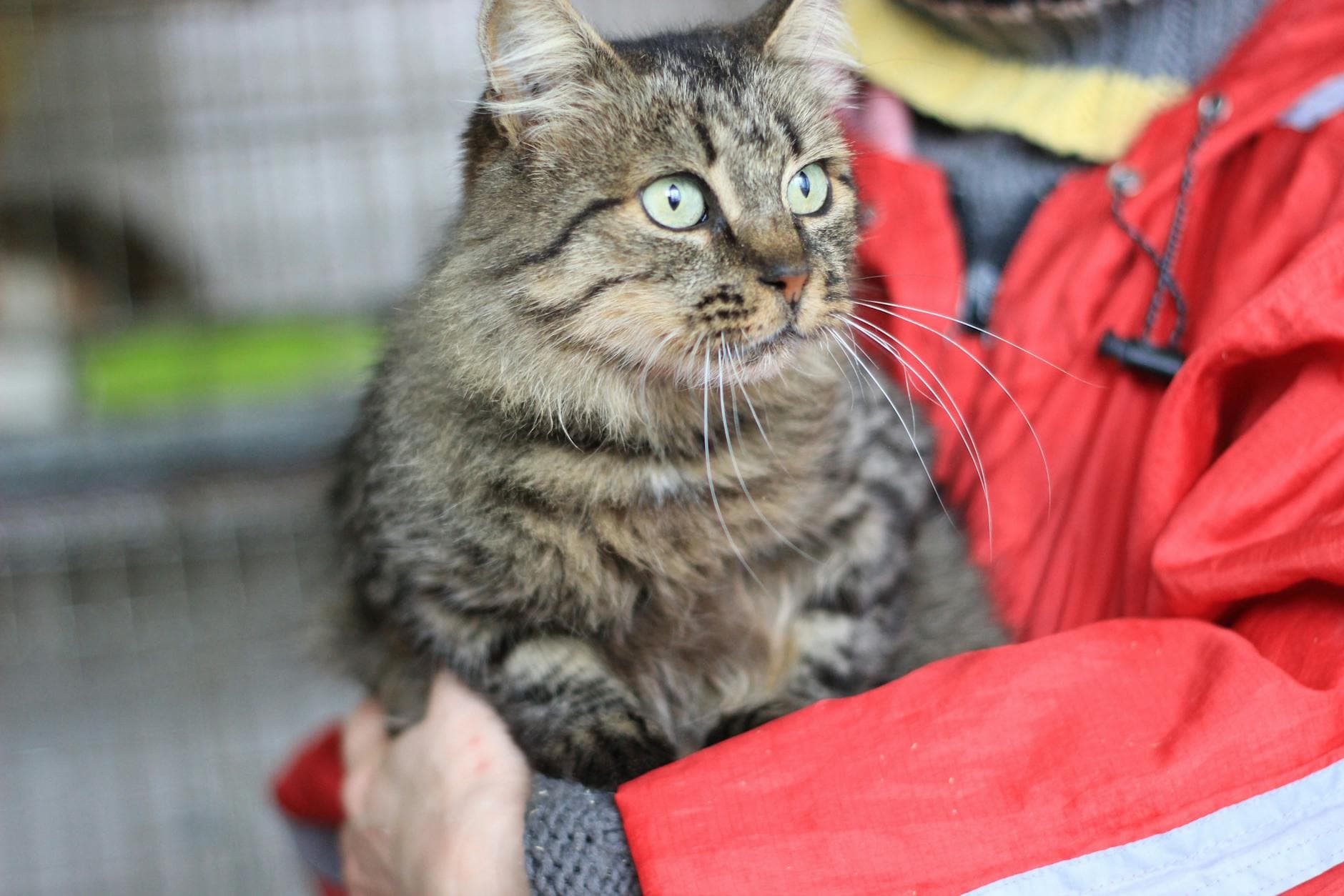Adorable fluffy brown tabby cat comfortably held in a red coat.