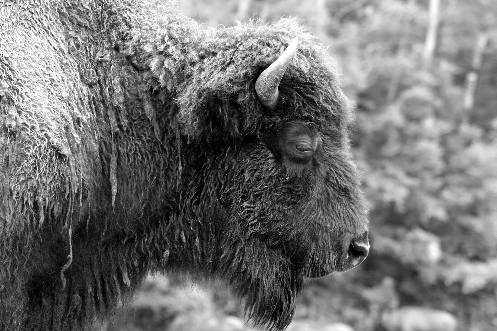 Artistic black and white portrait of an American bison, exhibiting detailed fur texture.
