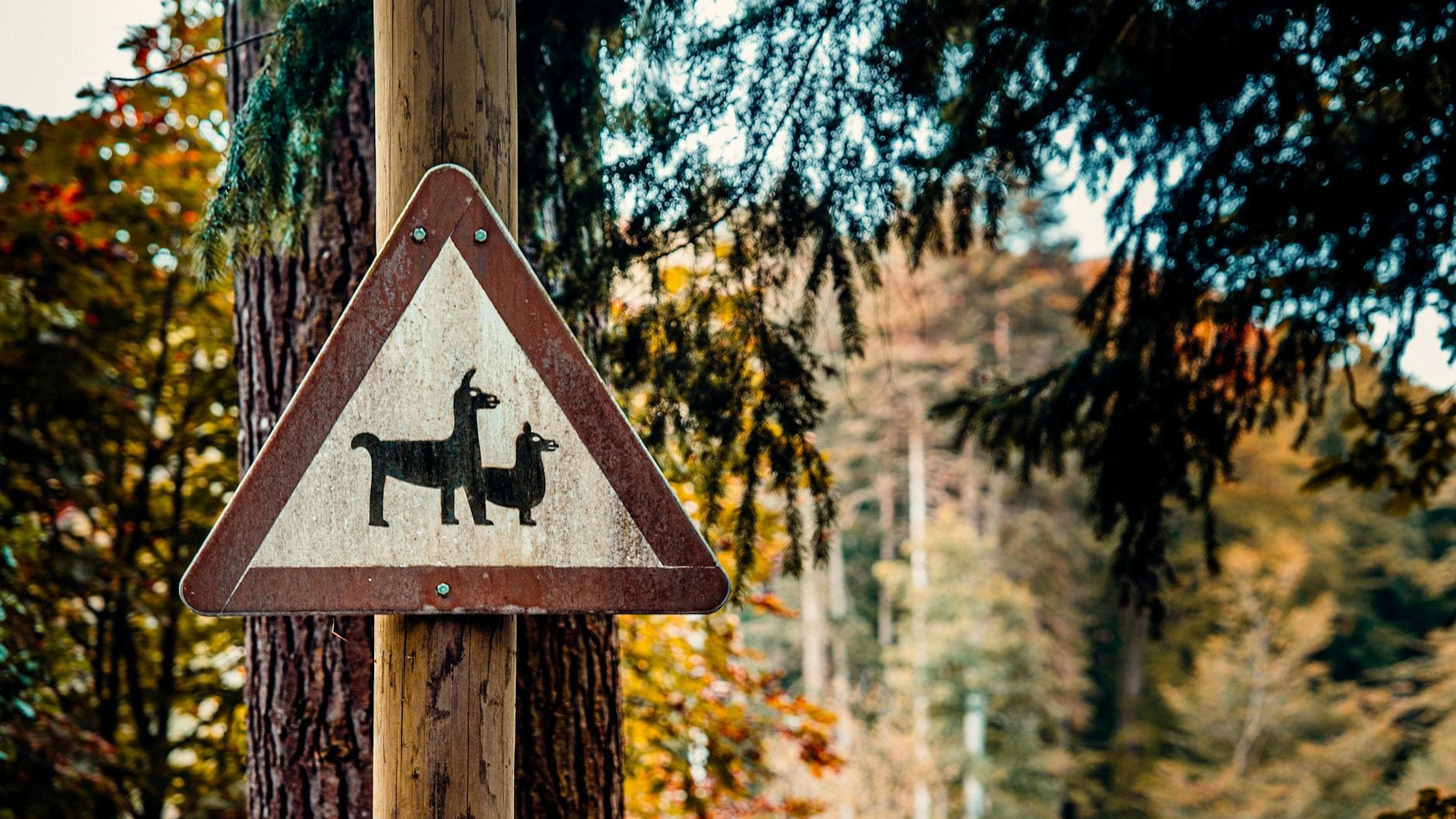 A warning sign with animal silhouette seen in a lush forest setting.