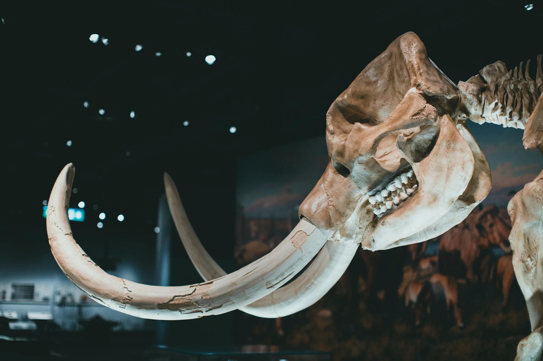 Detailed view of a mammoth skeleton's tusks and skull in a museum exhibition.