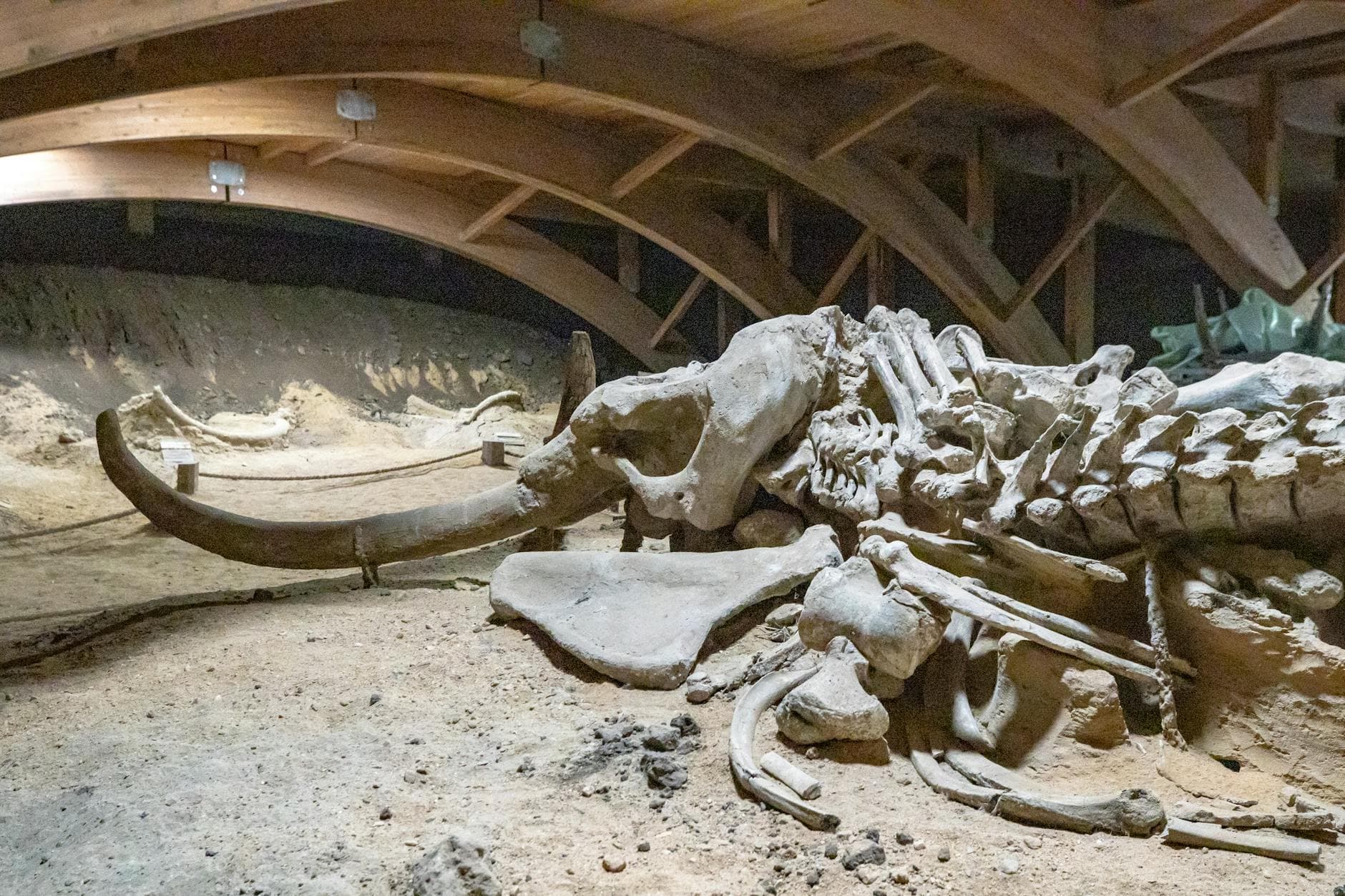 A well-preserved woolly mammoth skeleton displayed in a museum exhibit.