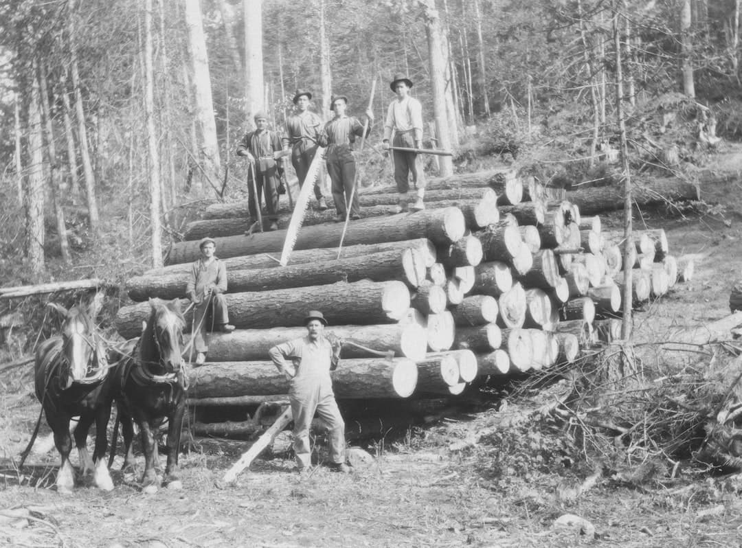 Loggers with horses and felled trees in a forest