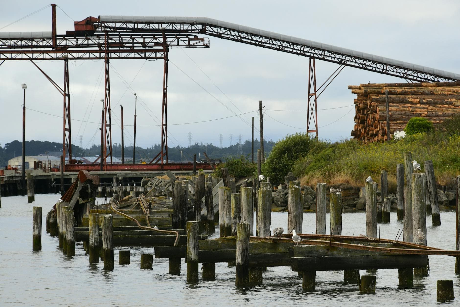 Old redwood mill and pier remnants beside water in Humboldt Bay, California, USA.