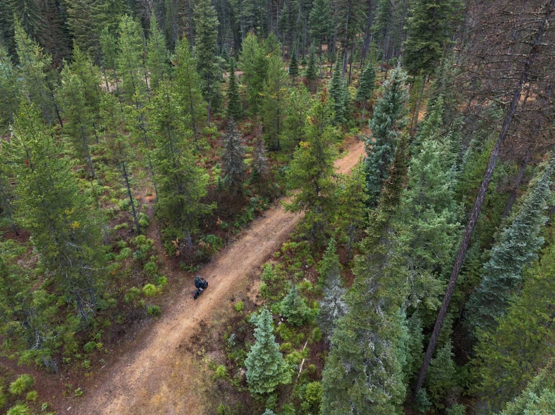 Dirt path winding through a dense evergreen forest.