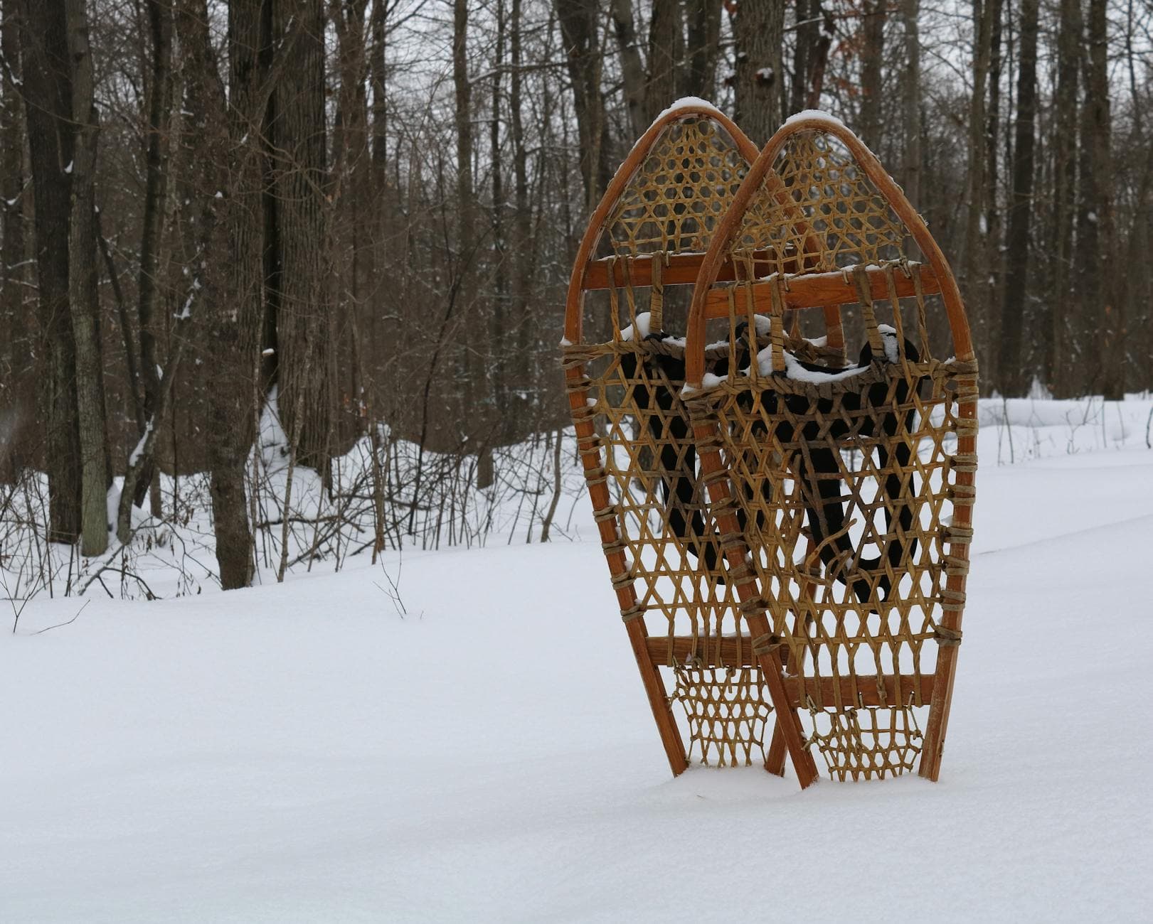 Pair of classic wooden snowshoes standing in a snowy forest during wintertime.