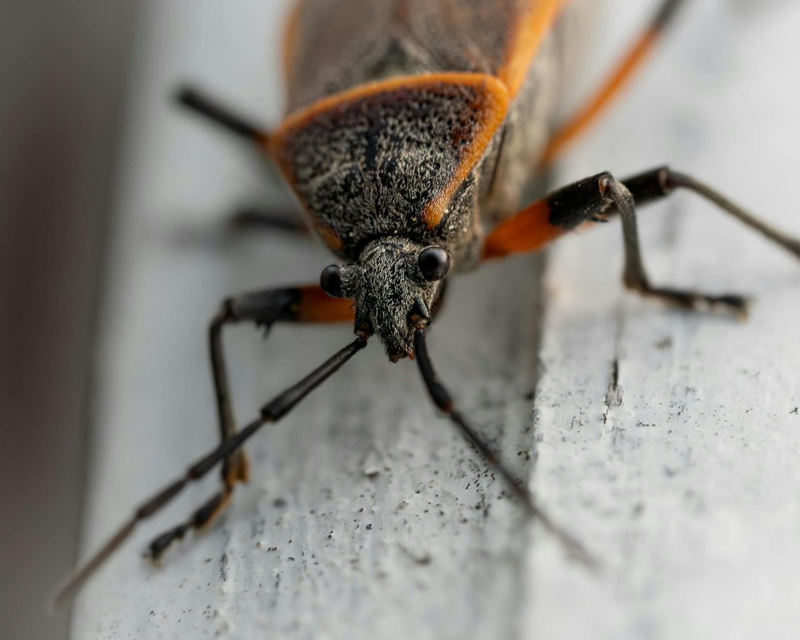 Macro shot of a boxelder bug with distinct orange and black markings on a light surface.