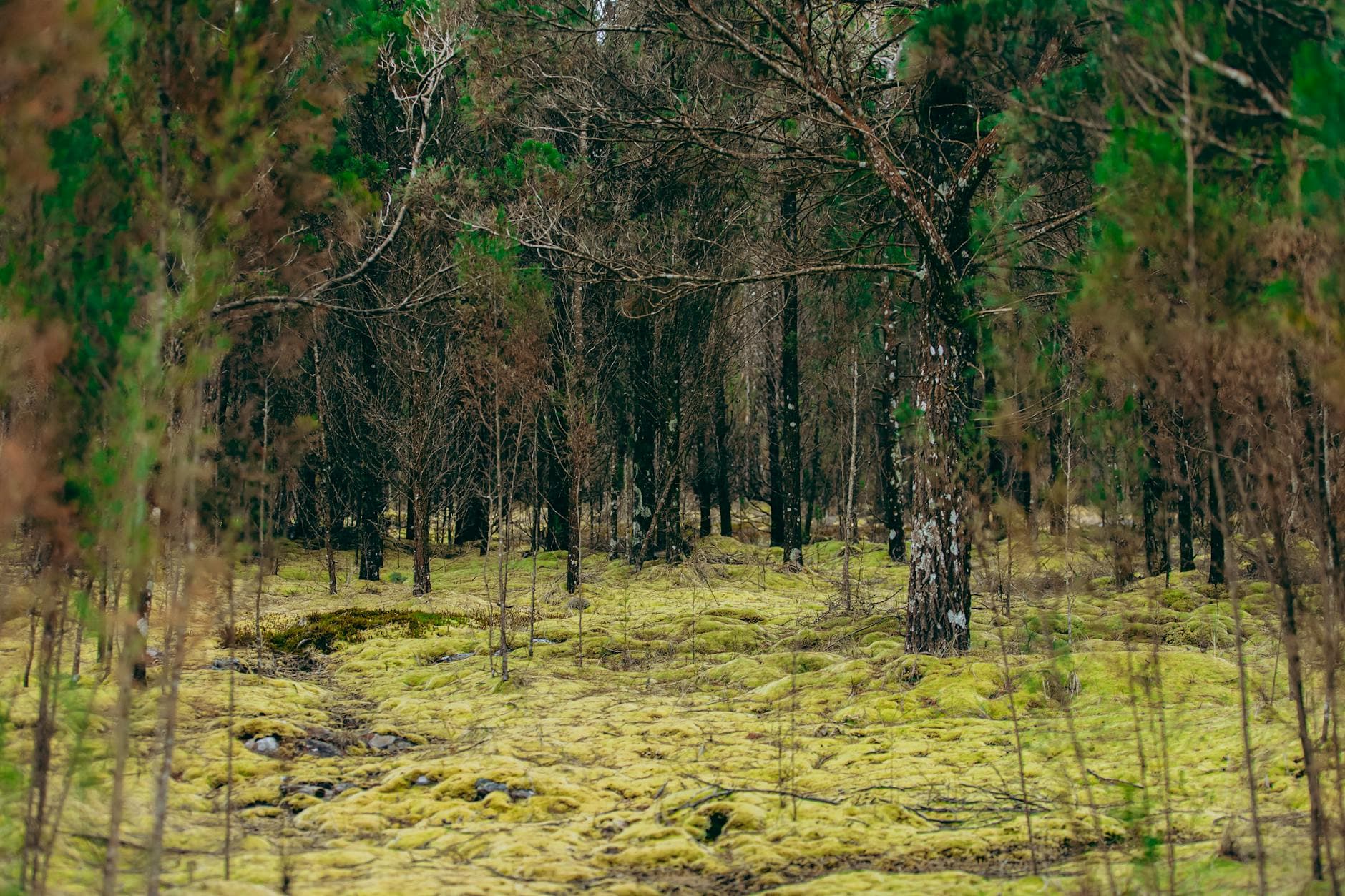 Tranquil forest landscape featuring trees and a vibrant mossy ground.
