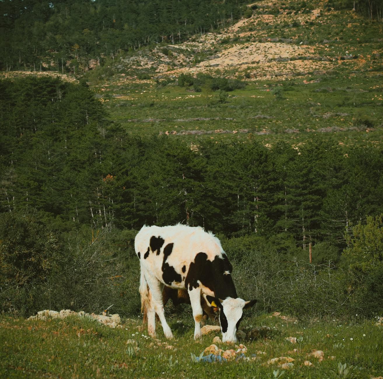 A Holstein cow peacefully grazes in a scenic meadow surrounded by lush forests and hills.