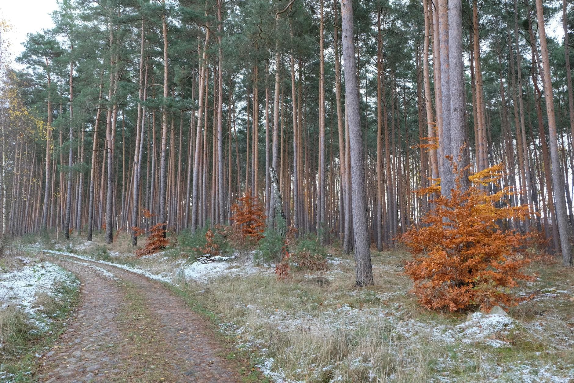 Serene winter scene with a forest path surrounded by tall pine trees and light snow covering.