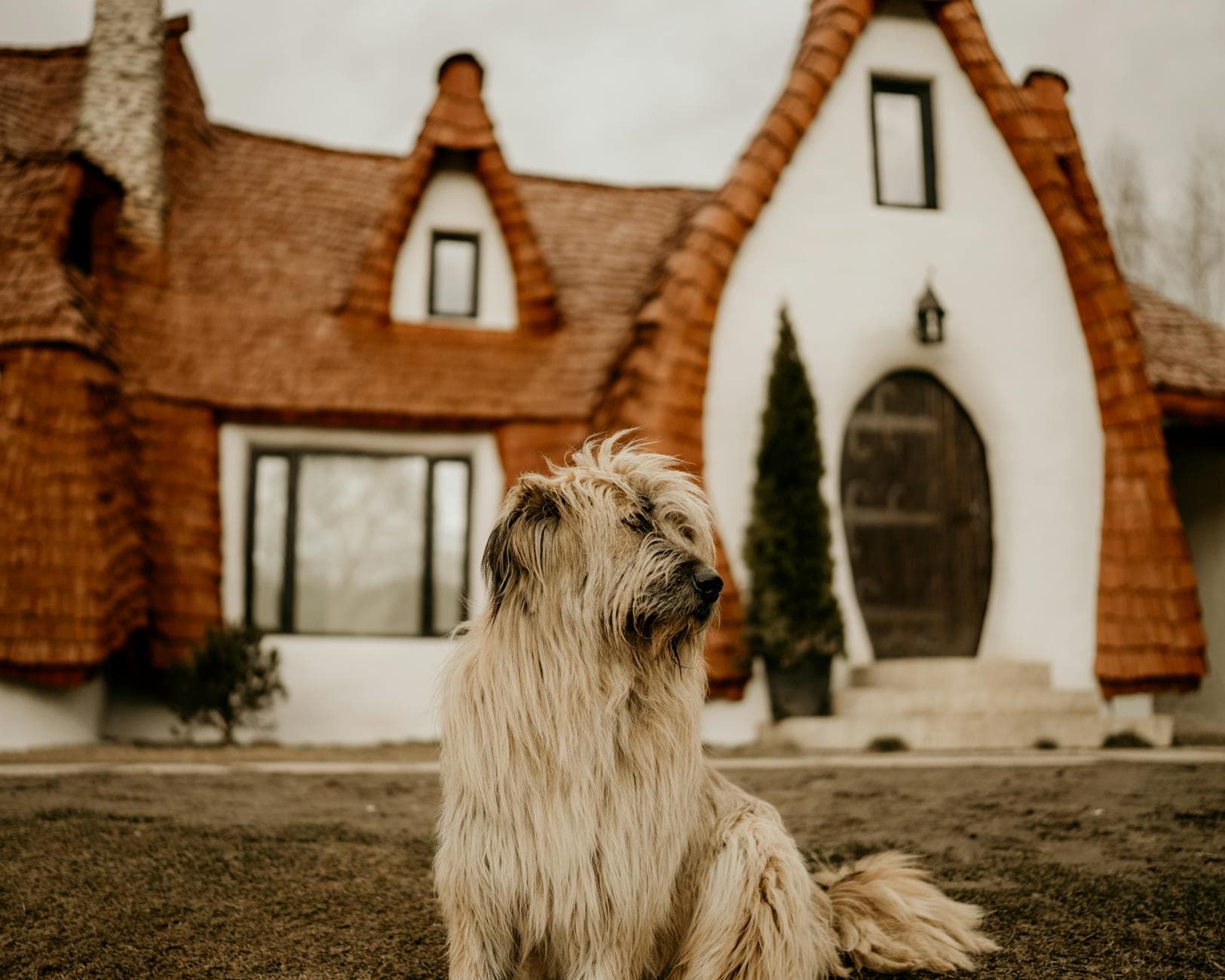 A shaggy dog sitting on a lawn in front of a whimsical house with unique architecture.