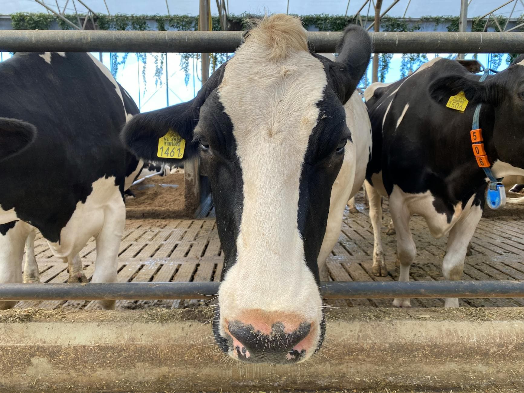 A detailed view of dairy cows in a barn, illustrating livestock and agriculture.