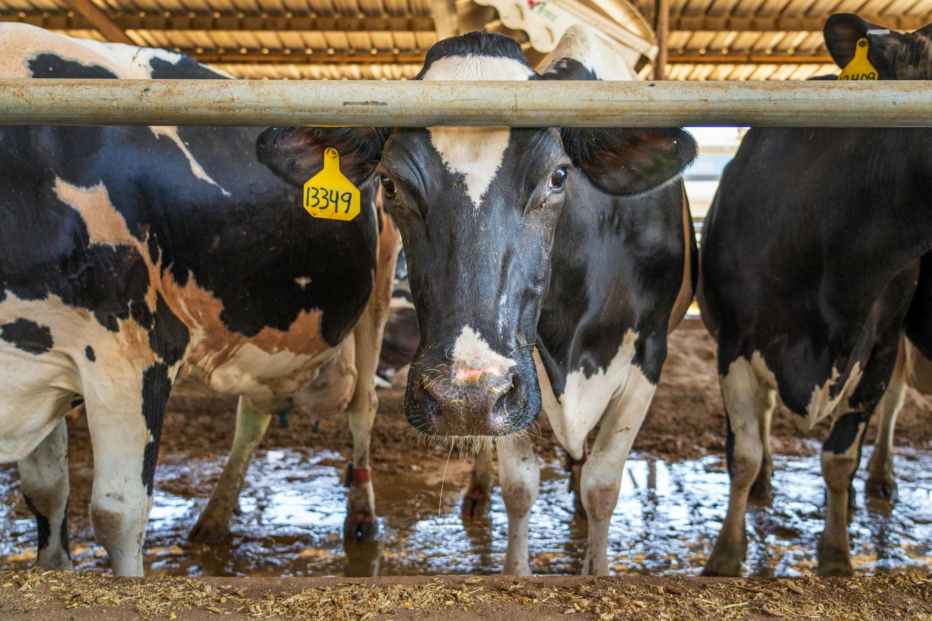 Detailed close-up of Holstein cows in a barn showcasing livestock farming.