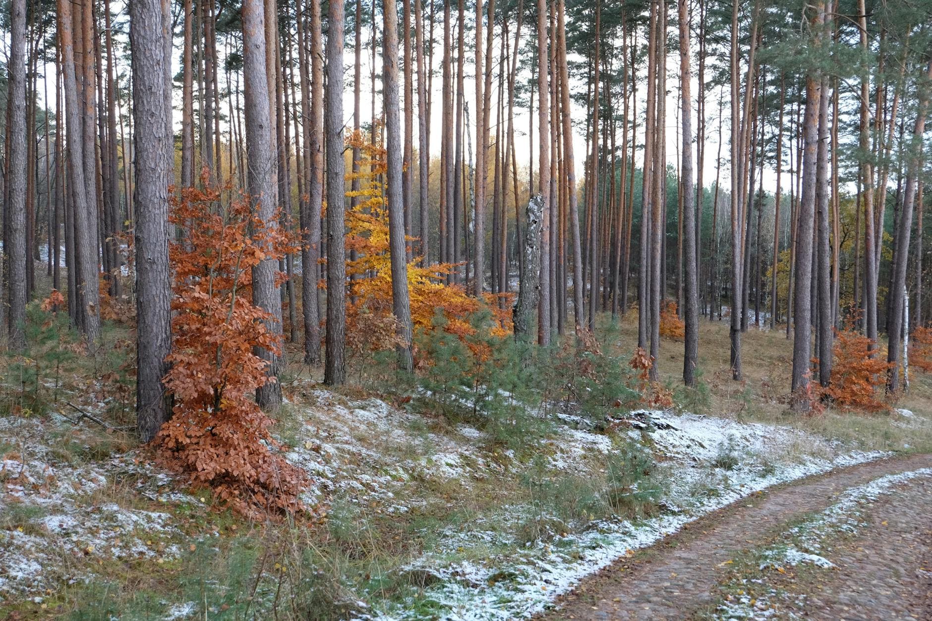 A serene autumn forest with a pathway and early snowfall, capturing nature's transition.