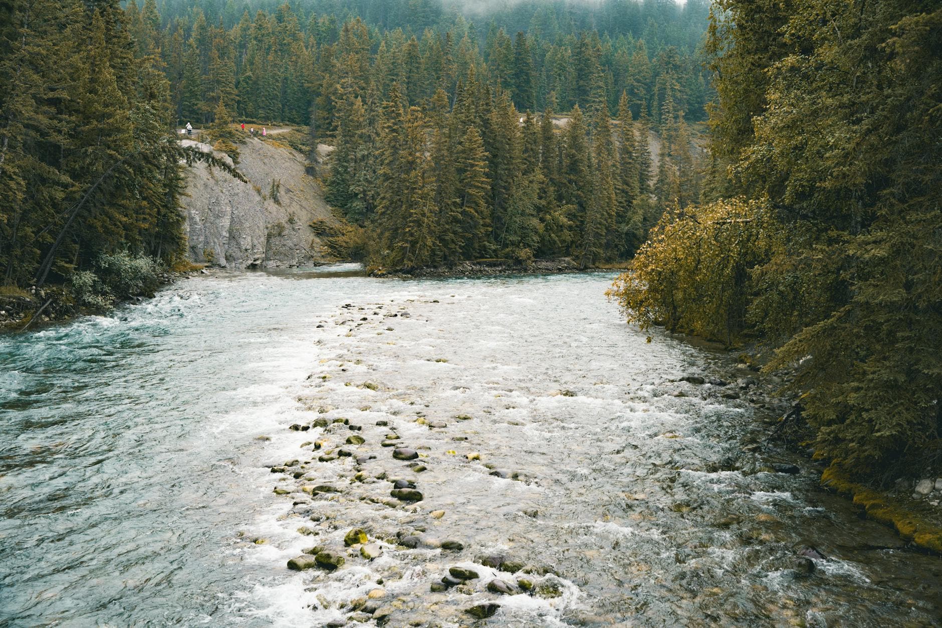 Tranquil mountain river flowing through lush evergreen forest with rocky banks, creating a serene nature scene.