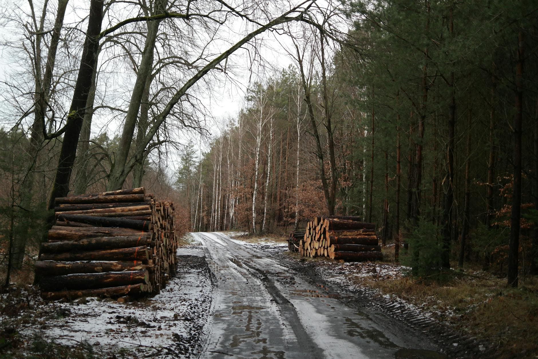 Snow-dusted forest path with stacked logs, highlighting winter logging.