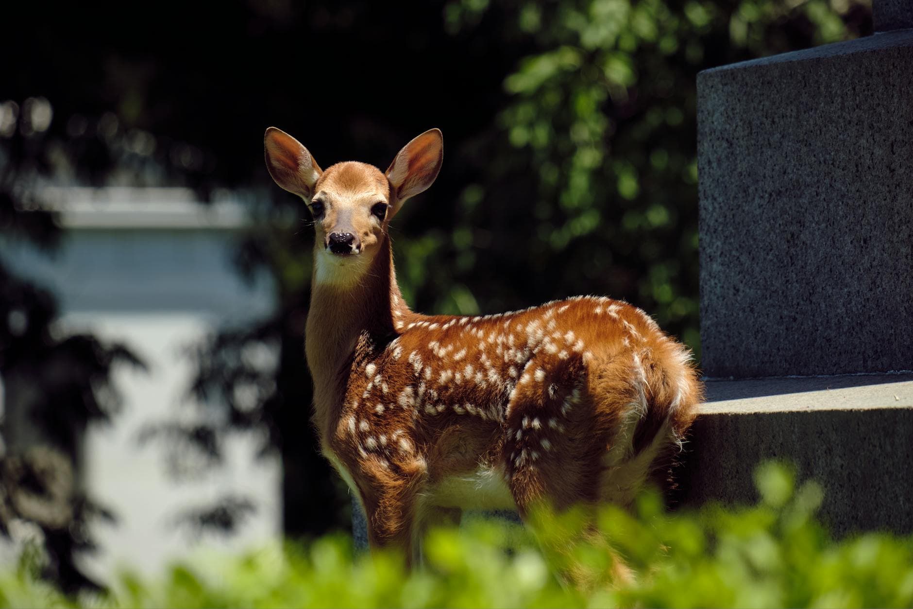 A cute baby deer stands in a sunlit forest clearing, highlighting its natural beauty.