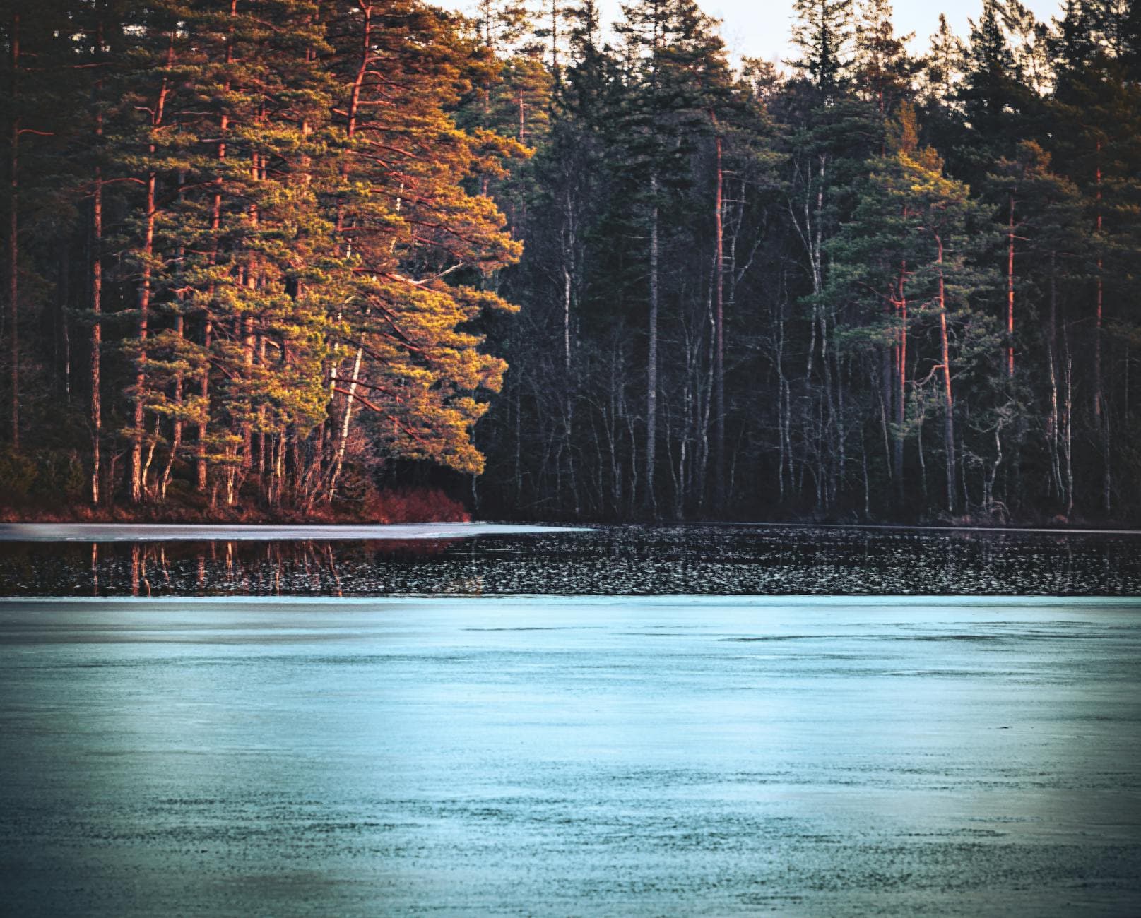 Tranquil scene of a frozen lake bordered by a pine forest at dawn, capturing the serene beauty of winter.