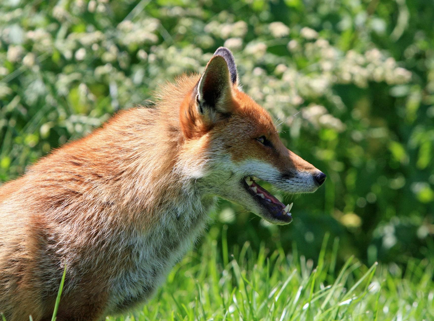 A vibrant red fox captured in side view amidst lush greenery in the wild.