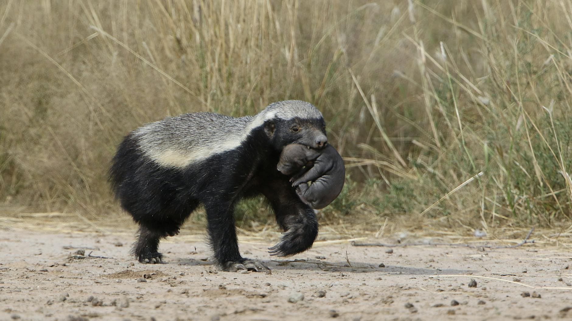Honey badger carrying prey in Kgalagadi Transfrontier Park, showcasing wildlife behavior.