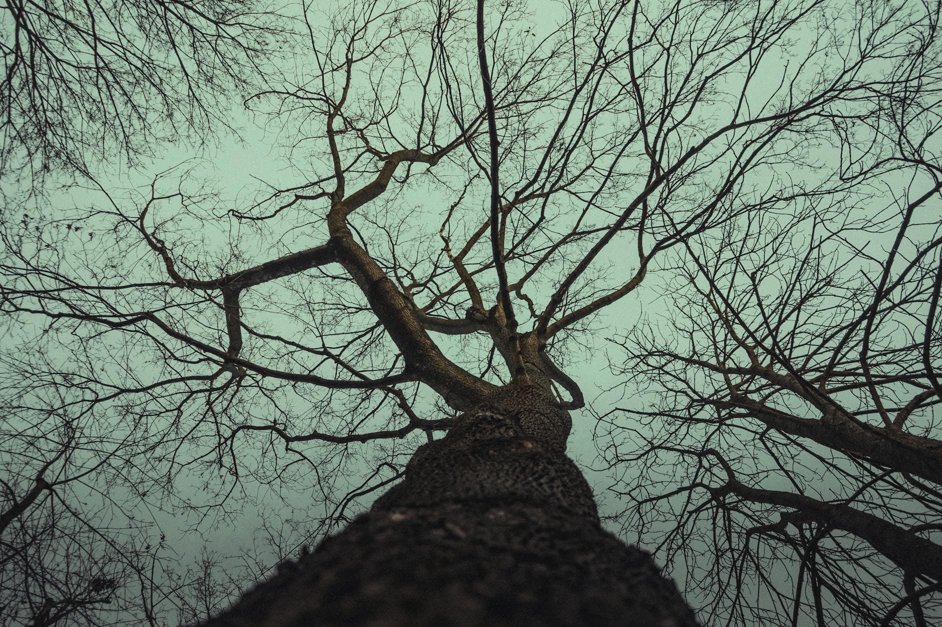 Silhouetted tree branches against moody winter sky in Berlin, Germany, creating a dramatic and artistic atmosphere.