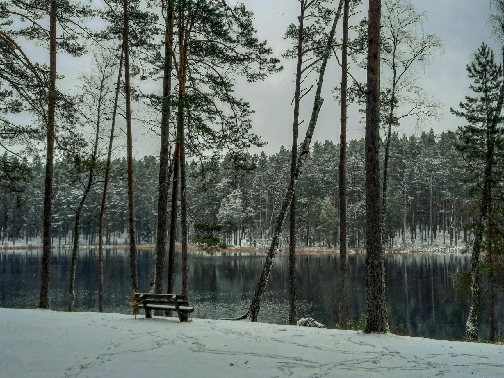 Peaceful winter forest scene with snow-covered trees by a frozen lake.