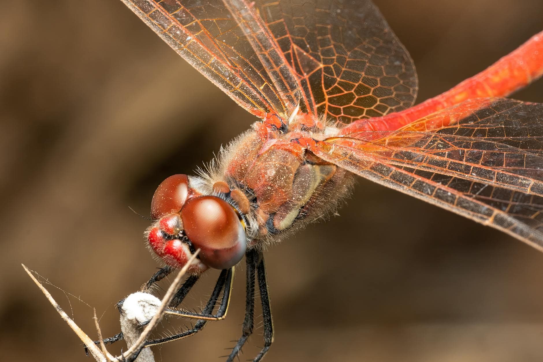 Macro shot of a vivid red dragonfly showcasing its detailed wings and compound eyes, resting in the wild.