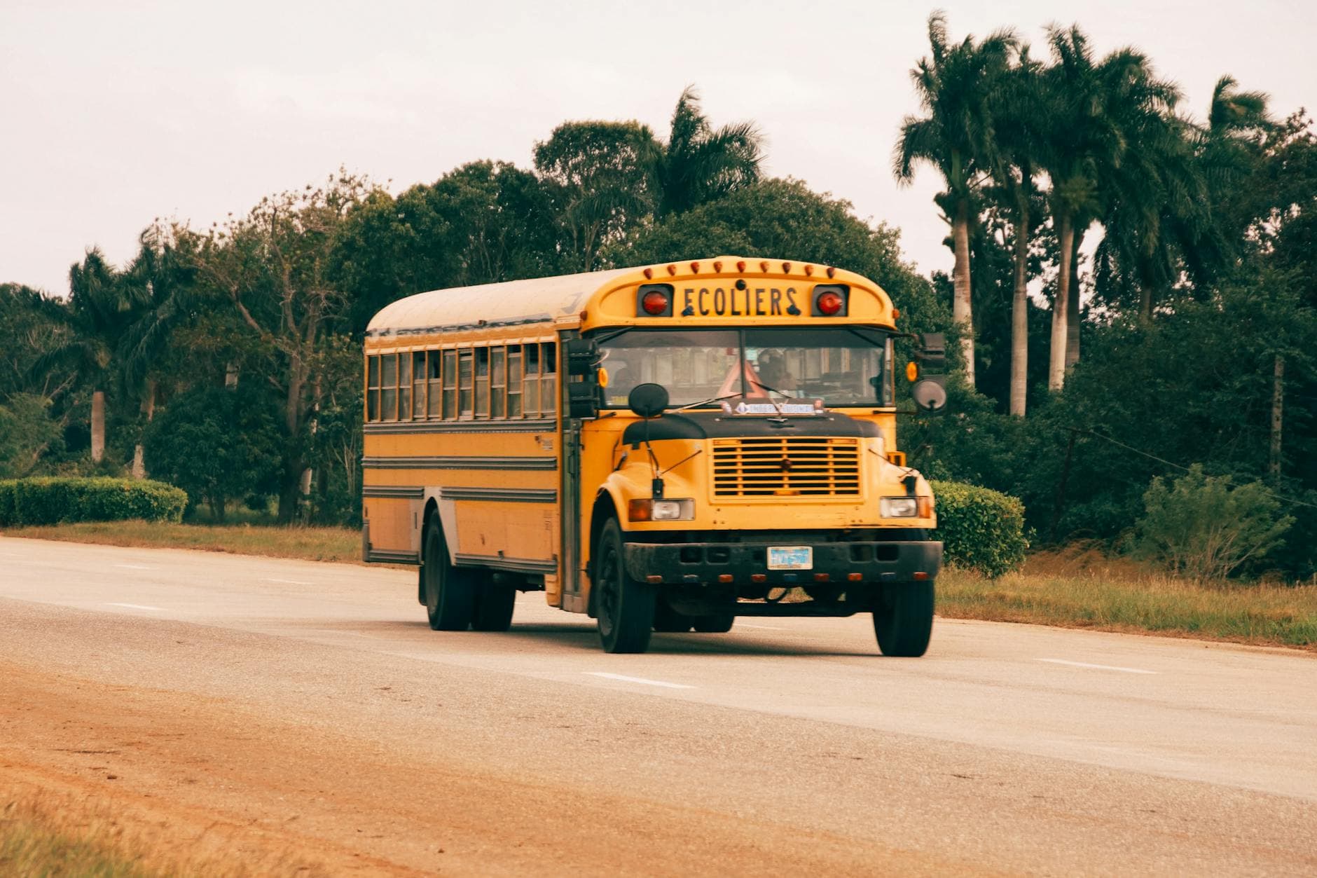 A vibrant yellow school bus drives on a rural road lined with palm trees.
