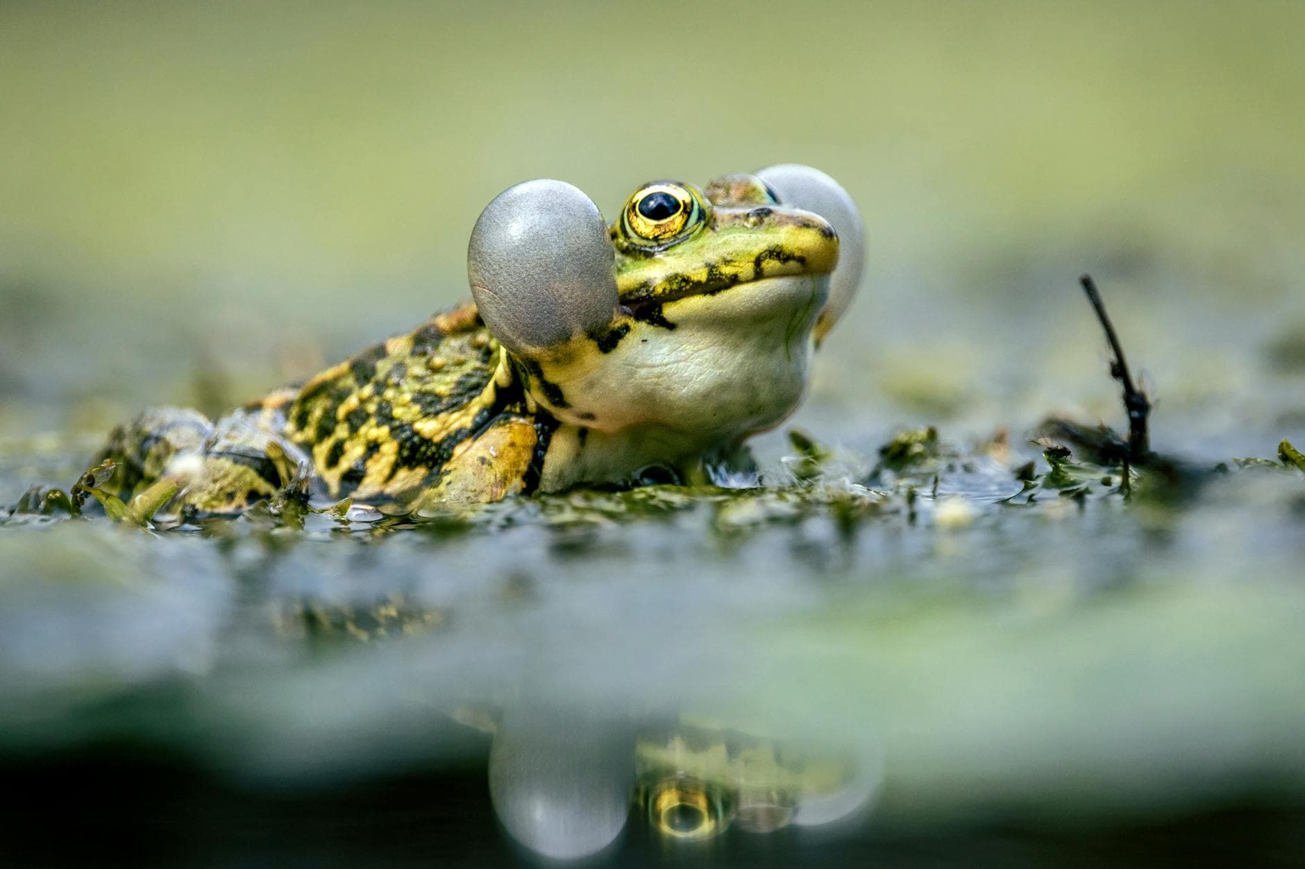Close-up of a frog with vocal sacs inflated in a pond, showcasing nature's beauty.
