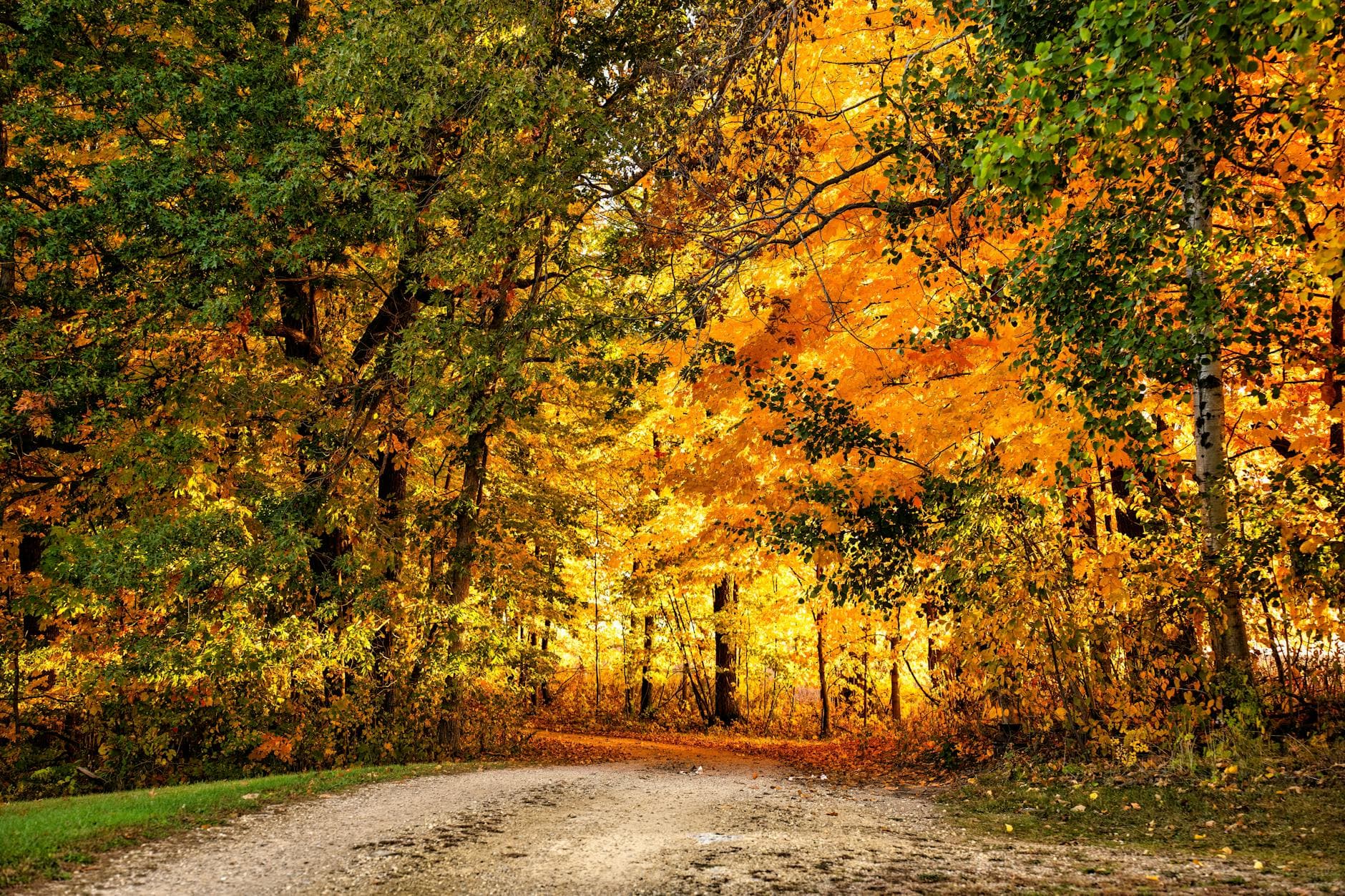 A picturesque autumn trail through a vibrant forest in Pepin, Wisconsin, showcasing the beauty of fall foliage.