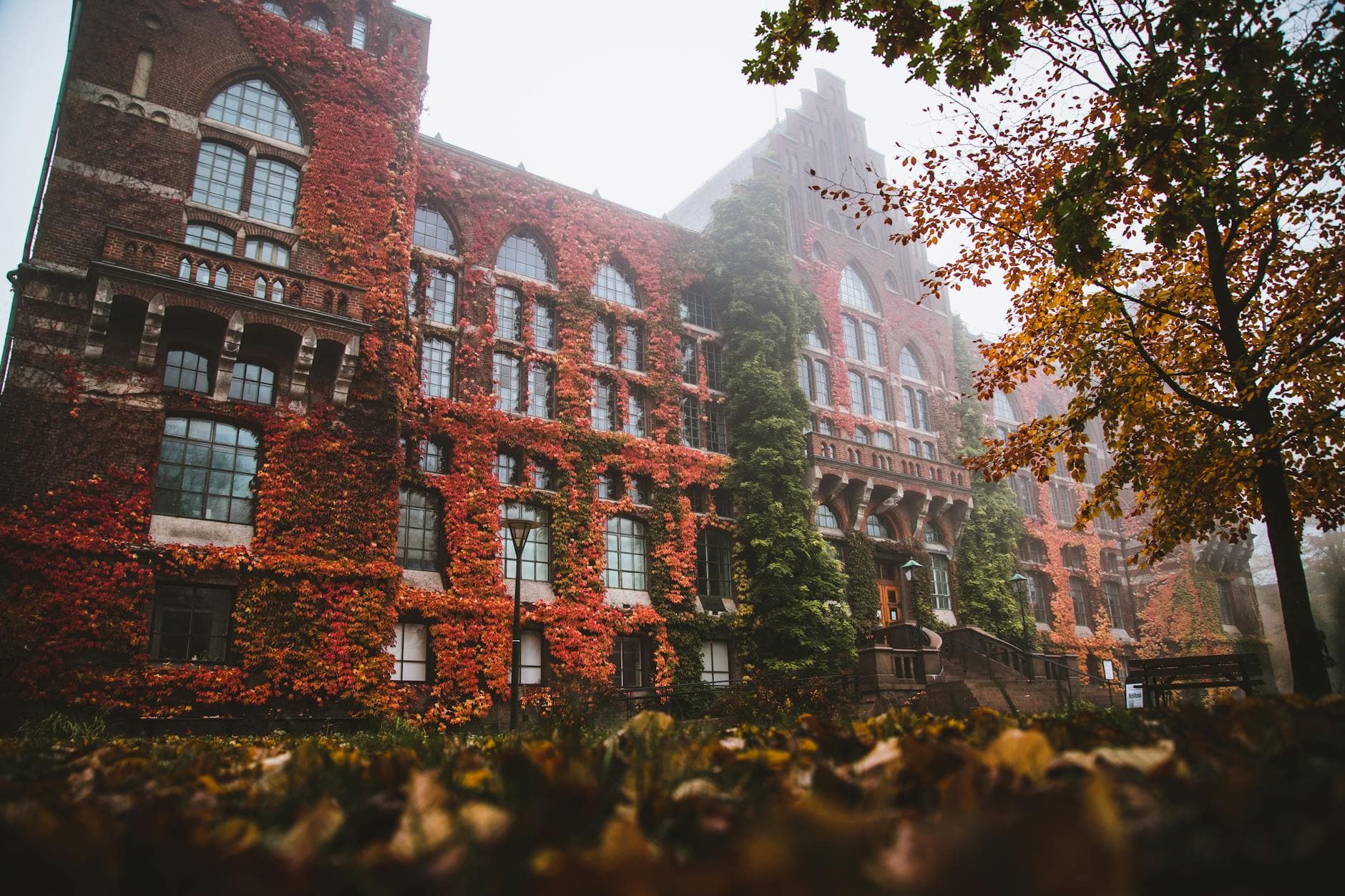 Stunning autumn view of Lund University Library with ivy-covered facade amidst morning mist.