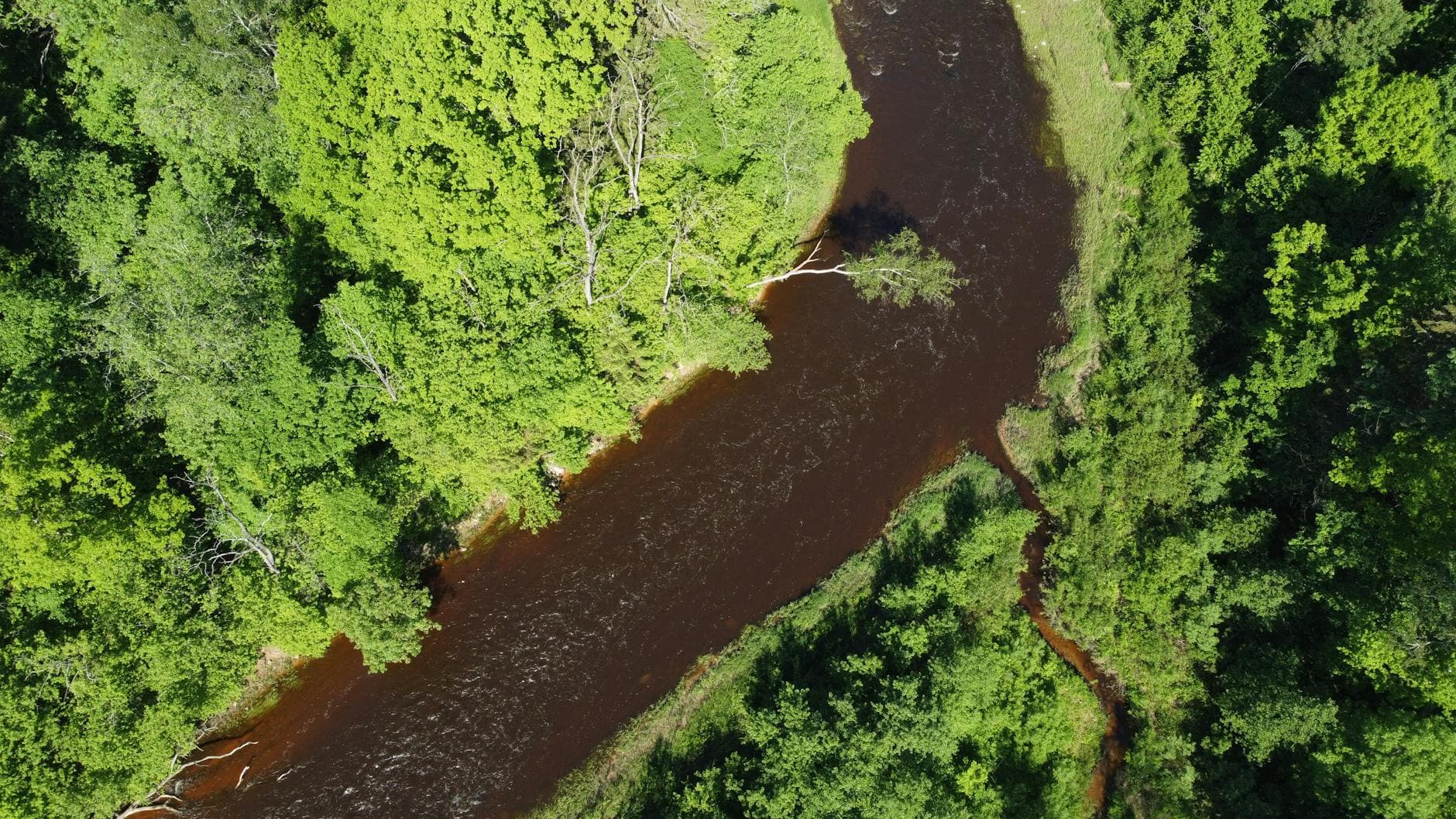 Aerial view of a lush green forest and winding river in Latvia, showcasing vibrant summer foliage.