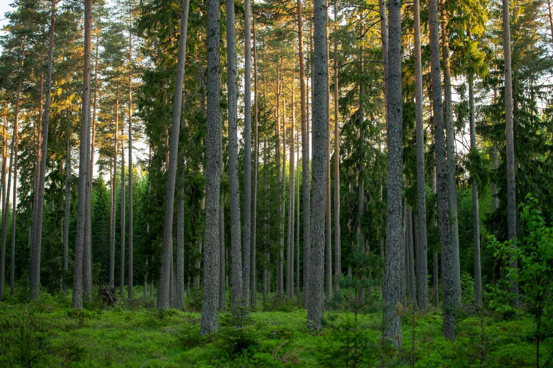 Serene pine forest scenery in summer, showcasing natural beauty and lush greenery in Estonia's Harju County.