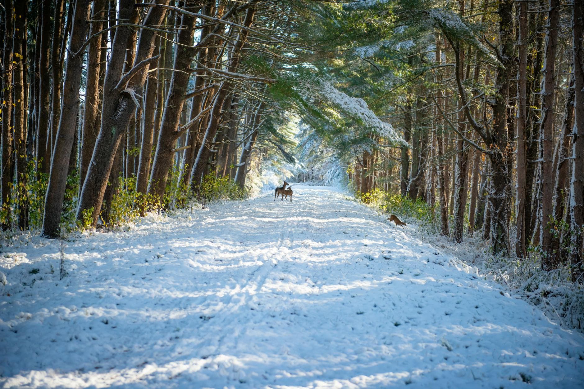 A scenic snowy forest path with deer, showcasing winter wildlife beauty.