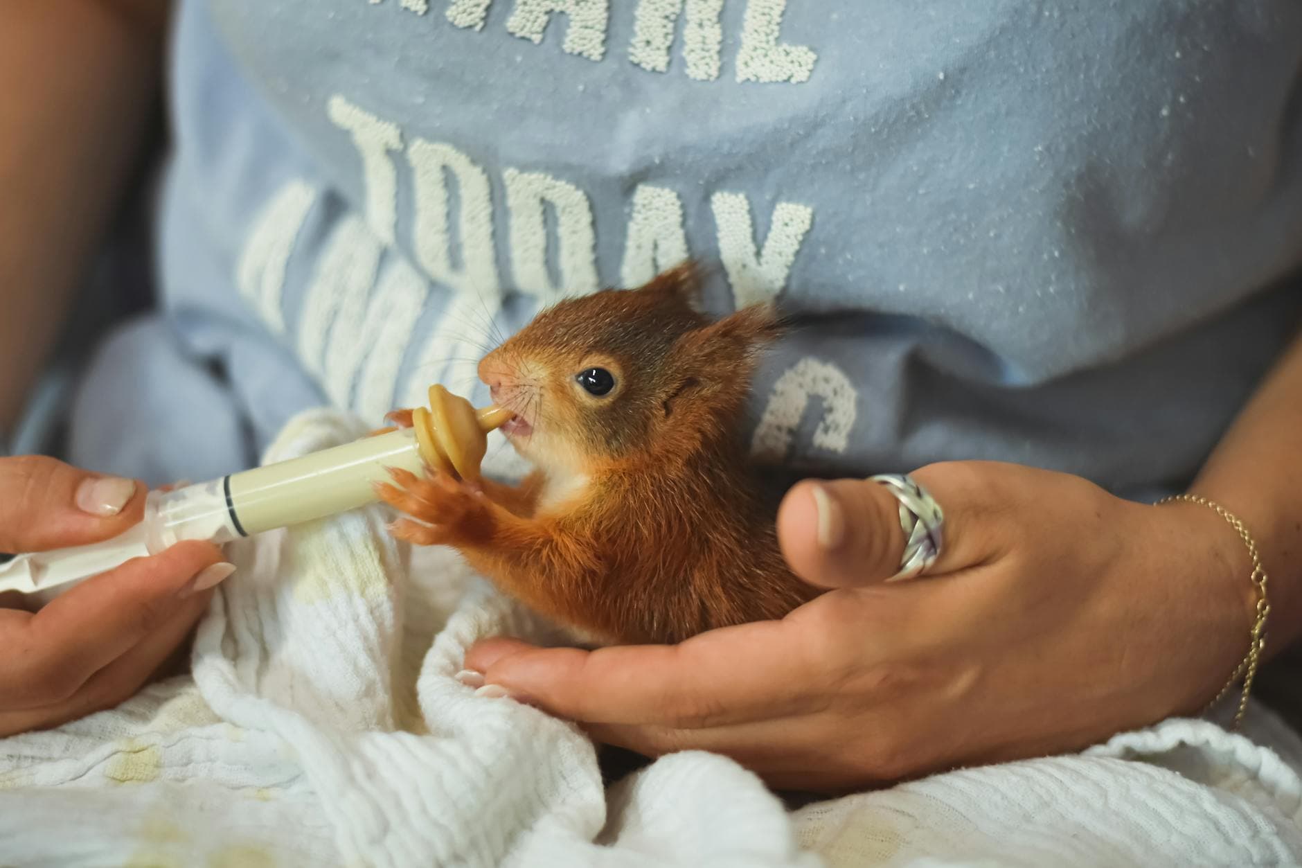 A baby squirrel being gently fed with a syringe by a caring person, fostering wildlife.