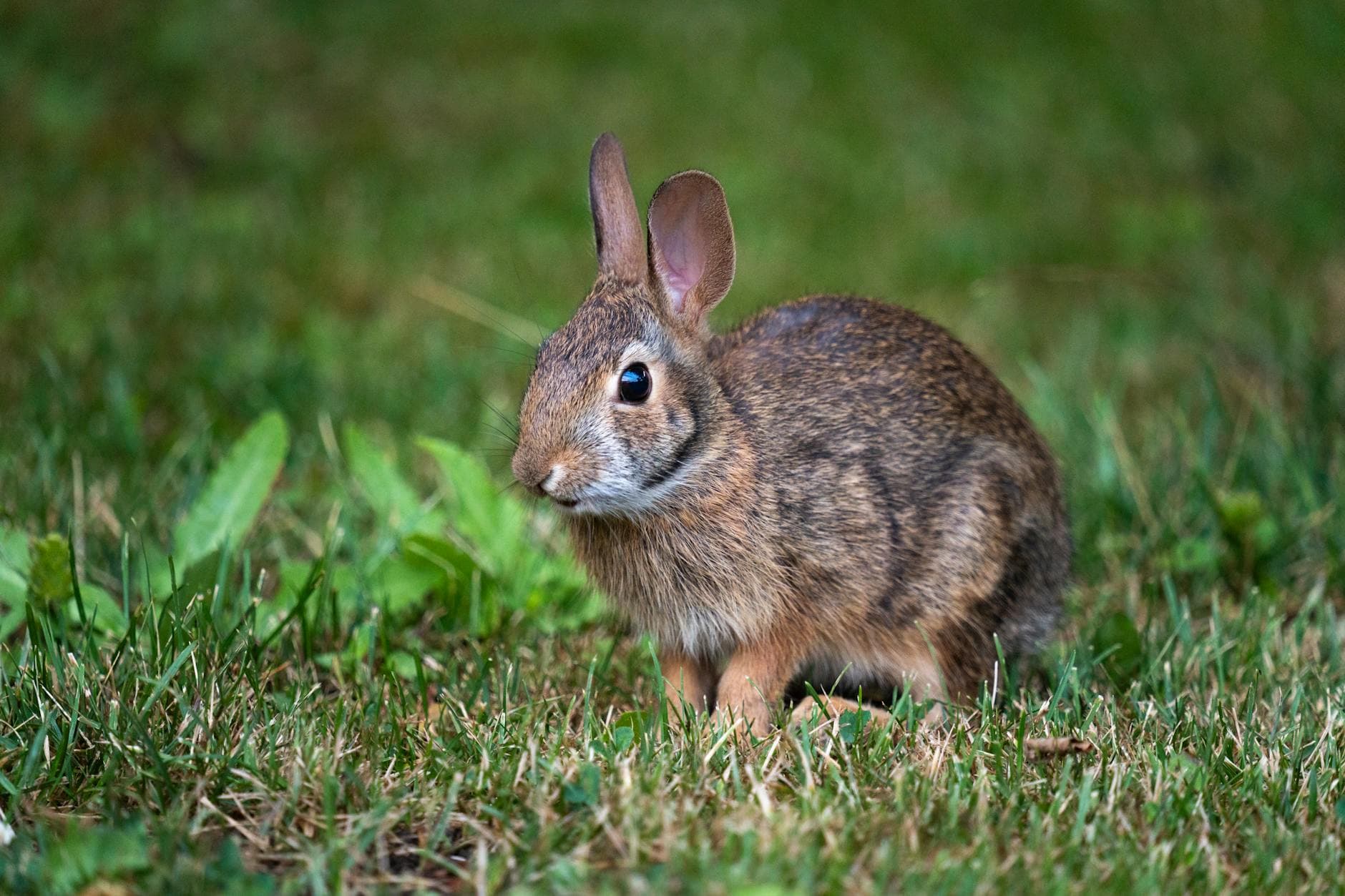 A cute cotton tail rabbit sitting in green grass outdoors, perfect for wildlife photography enthusiasts.