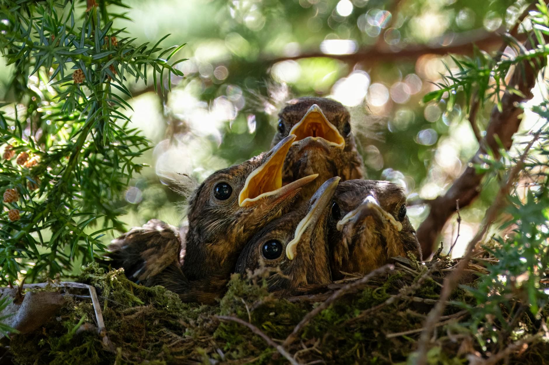 A group of baby blackbirds eagerly await feeding in their nest, surrounded by greenery.