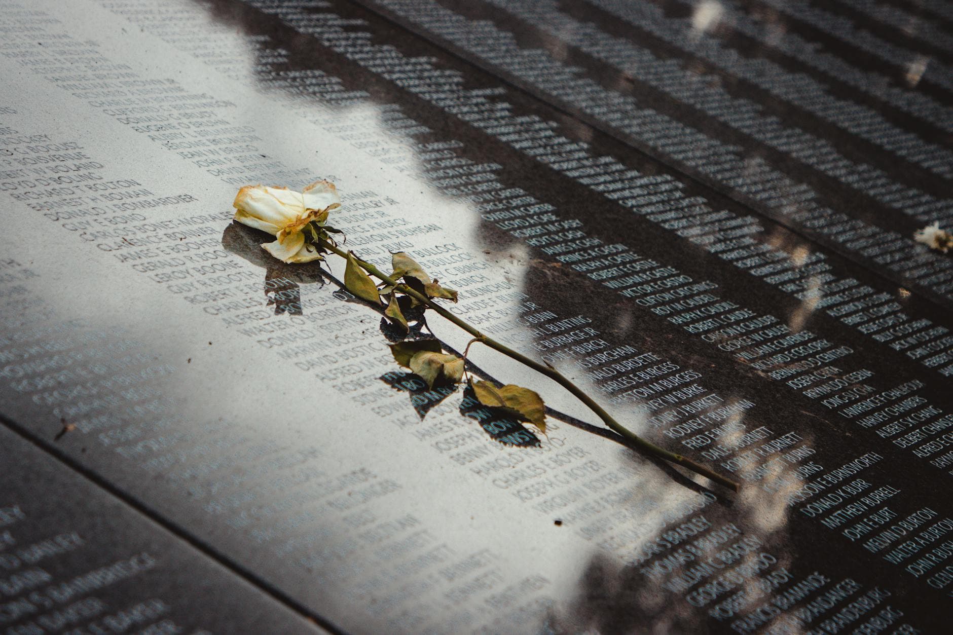 A white rose placed on a reflective memorial wall listing names, conveying remembrance.