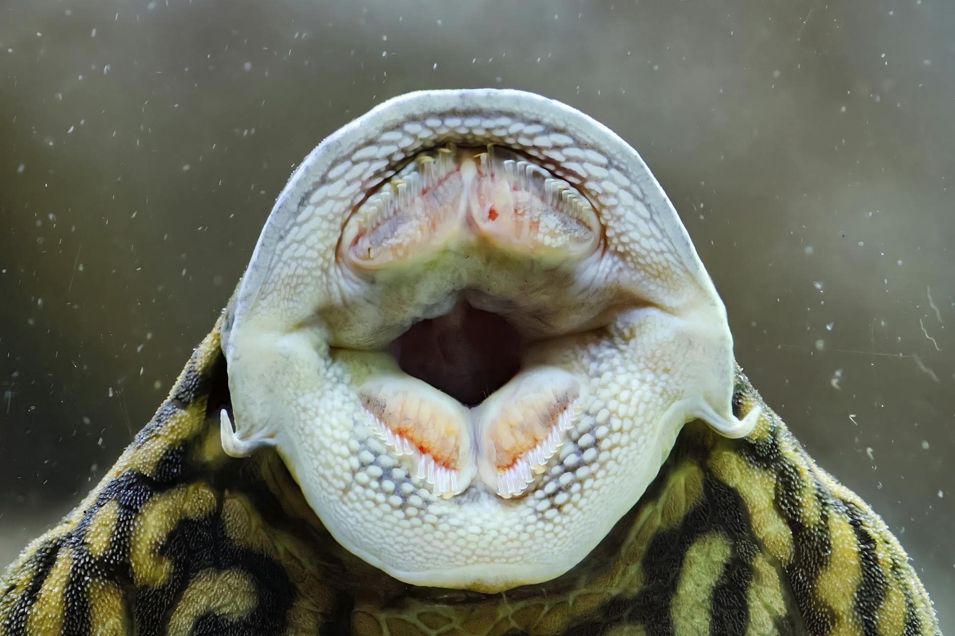 Detailed close-up of a fish mouth underwater in a tropical setting, exploring marine wildlife.