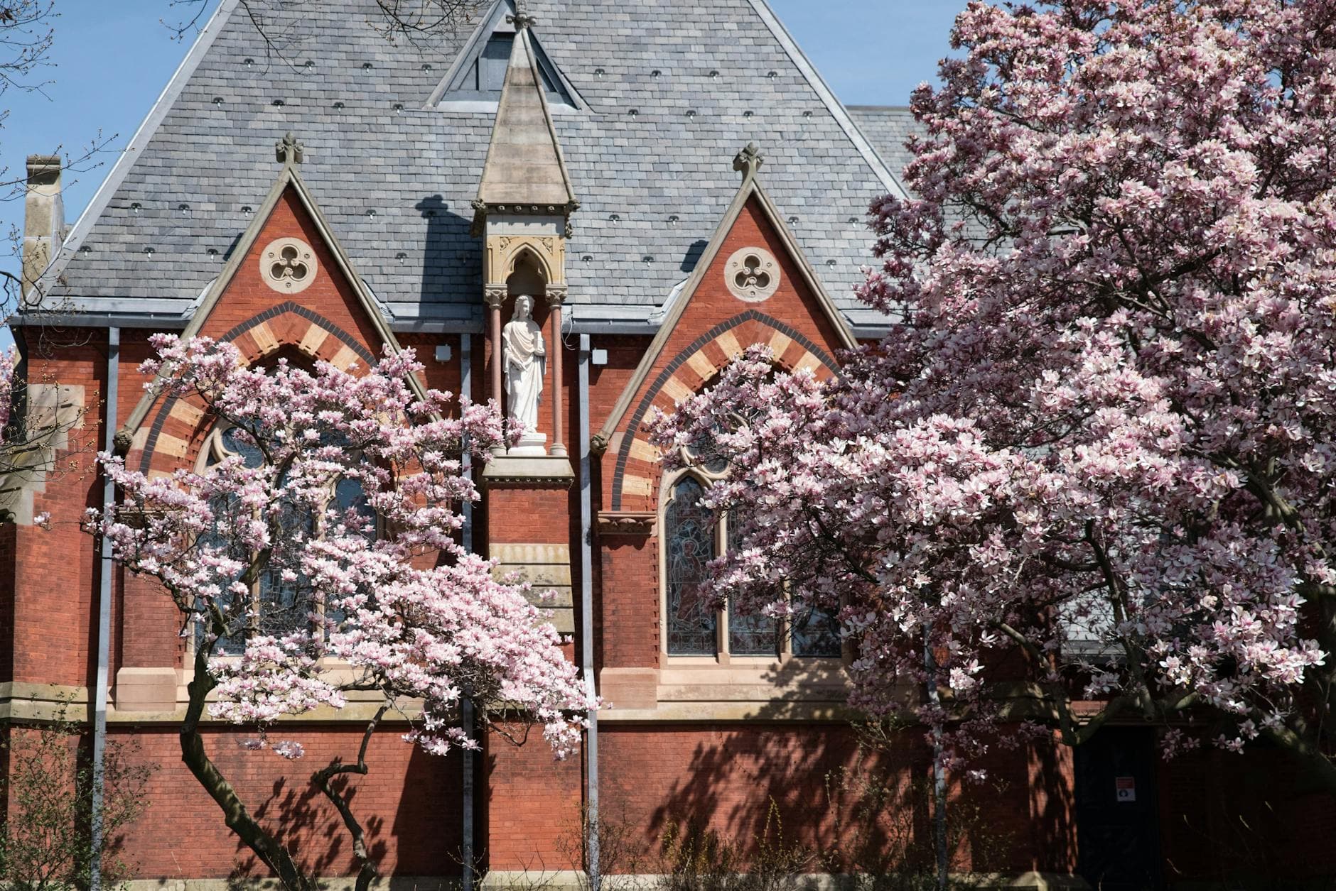 Gothic-style brick church facade adorned with cherry blossoms in full bloom during spring.
