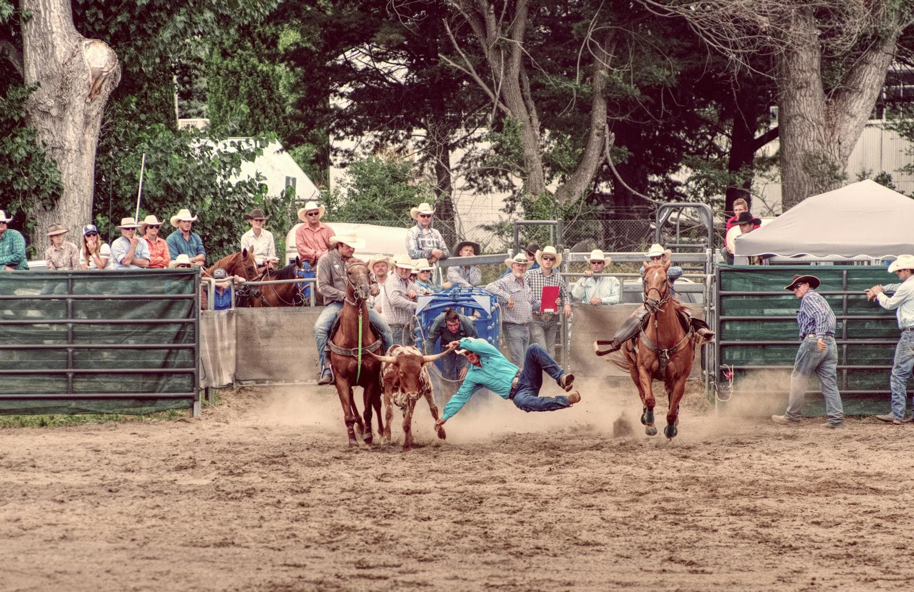 Cowboys in an exciting rodeo event showcasing skills with horses and cattle in a lively atmosphere.