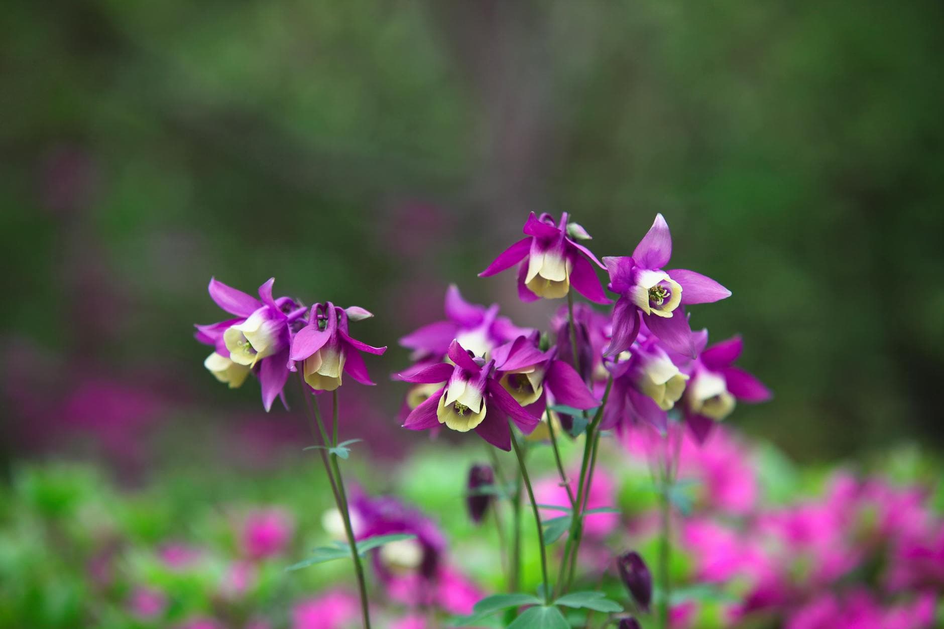 A close-up of purple and yellow columbine flowers blooming in a lush garden setting.