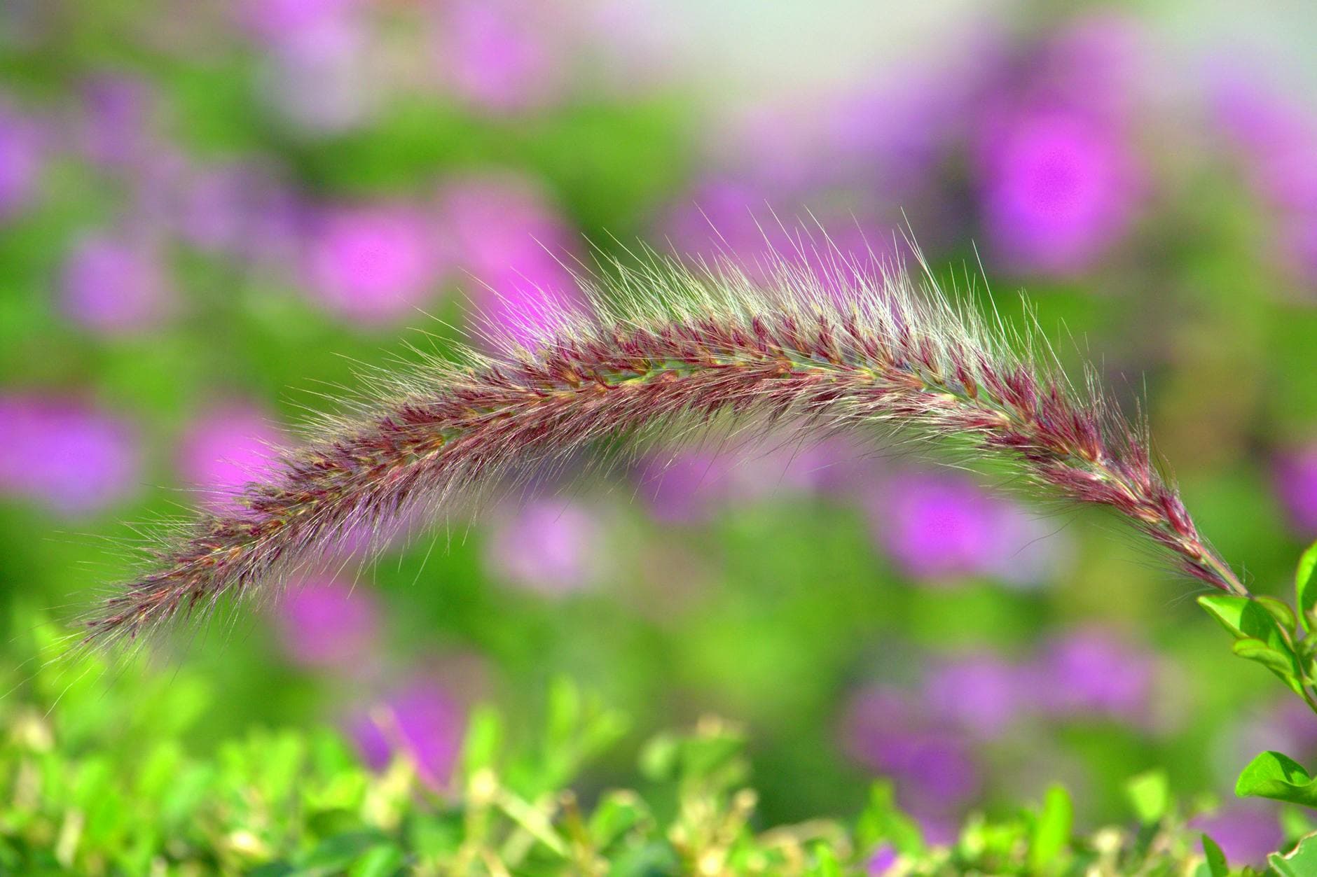 Sharp focus on wild foxtail grass amidst blurred purple flowers, capturing natural beauty.
