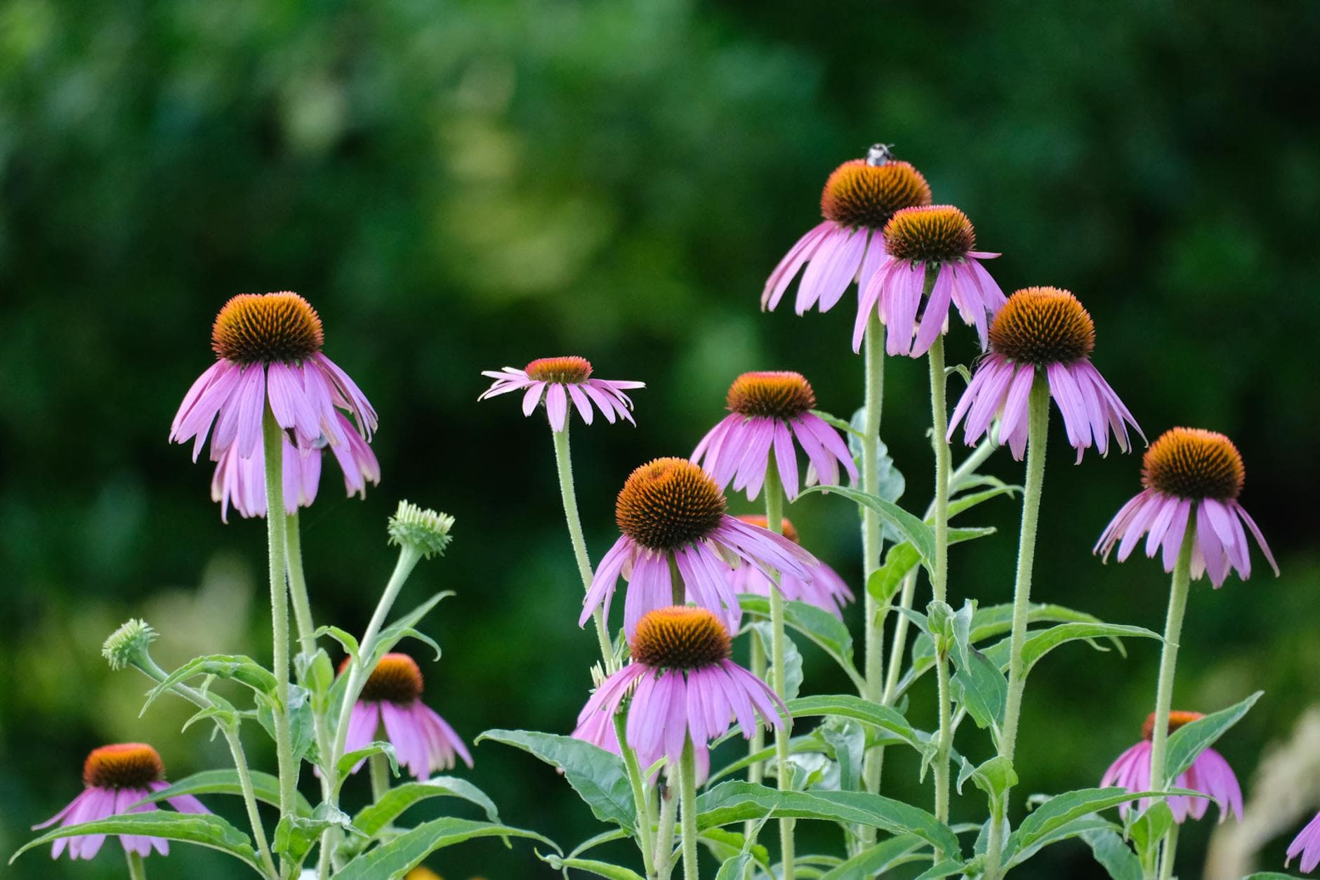 Beautiful pink echinacea flowers in full bloom against a blurred green background.